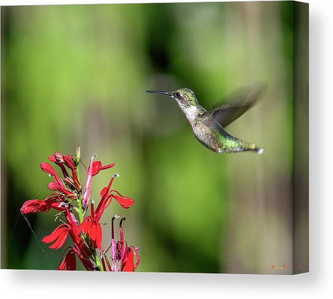 Nature Canvas Print featuring the photograph Female Ruby-throated Hummingbird DSB0320 by Gerry Gantt