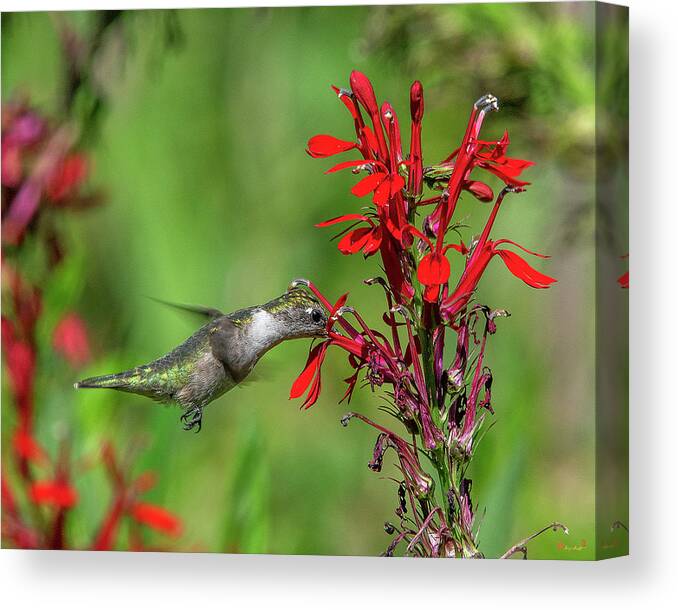 Nature Canvas Print featuring the photograph Female Ruby-throated Hummingbird DSB0324 by Gerry Gantt