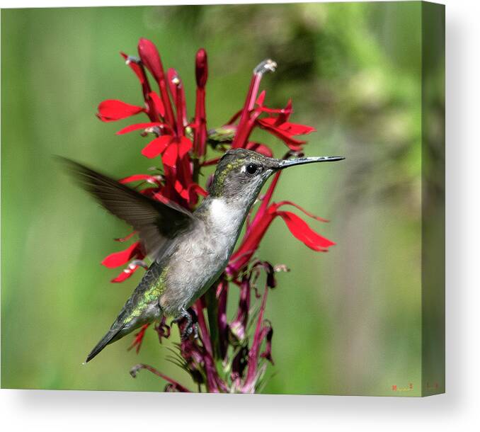 Nature Canvas Print featuring the photograph Female Ruby-throated Hummingbird DSB0325 by Gerry Gantt
