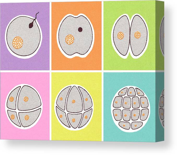Biology Canvas Print featuring the drawing Fertilzed Egg Dividing by CSA Images