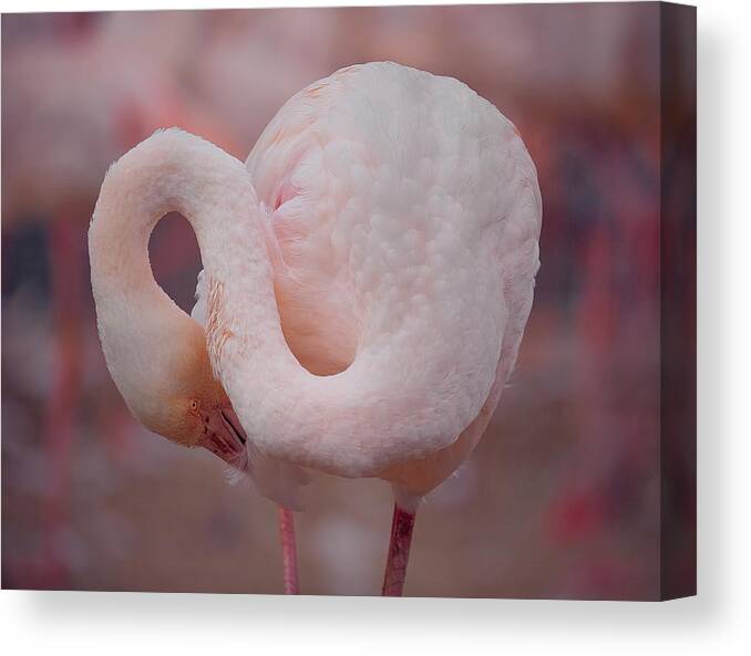 Flamingo Canvas Print featuring the photograph Fibonacci Flamingo. by Stuart Williams