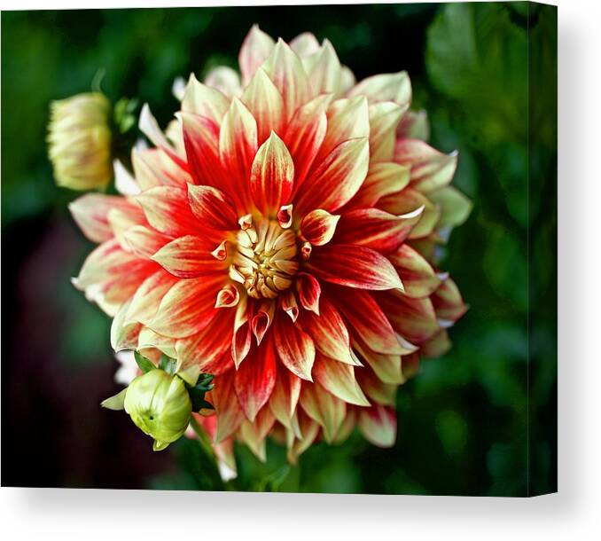 Dahlia Canvas Print featuring the photograph Flamethrower Dahlia by Todd Kreuter