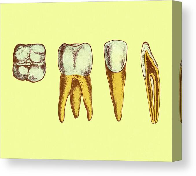Anatomical Canvas Print featuring the drawing Four Views of Teeth by CSA Images