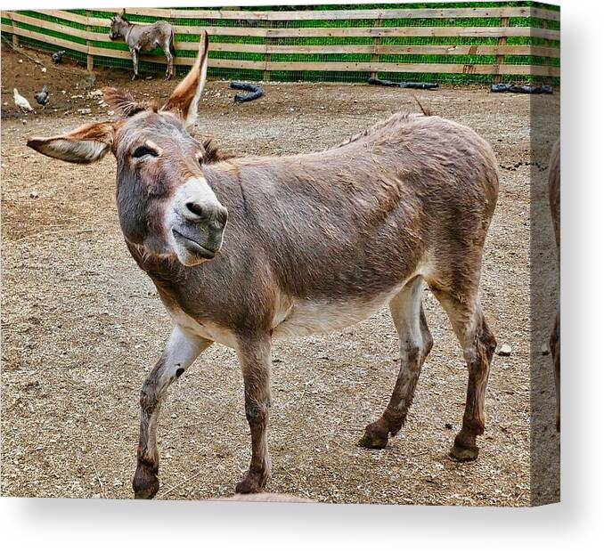 Photograph Of Smiling Donkey Canvas Print featuring the photograph Smiling Donkey by Joan Reese