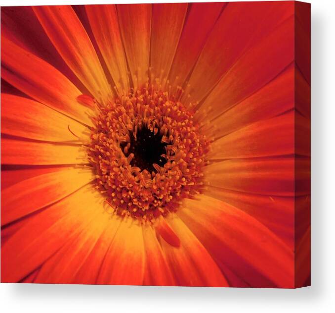 Yellow Canvas Print featuring the photograph - Gerbera Daisy by THERESA Nye