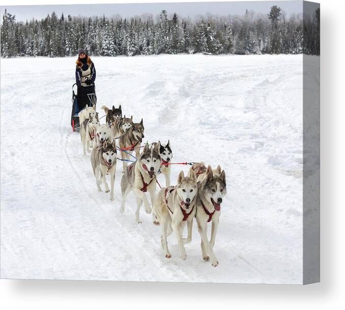 Sled Dog Race Canvas Print featuring the photograph Go Huskies by Susan Rissi Tregoning