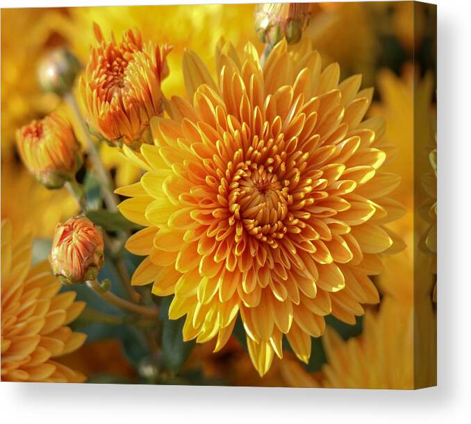 Flower Canvas Print featuring the photograph Golden Mums by Susan Rydberg