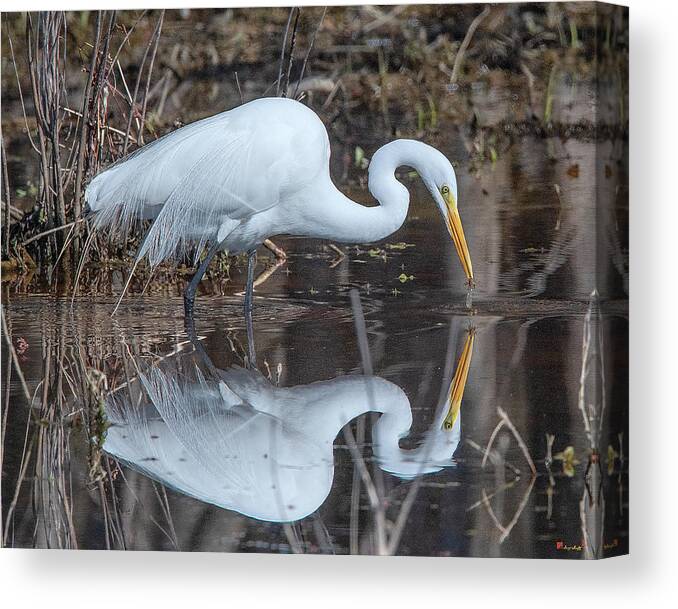 Nature Canvas Print featuring the photograph Great Egret in Breeding Plumage DMSB0154 by Gerry Gantt
