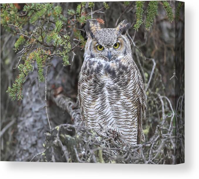 Sam Amato Photography Canvas Print featuring the photograph Great Horned Owl Denali Park by Sam Amato