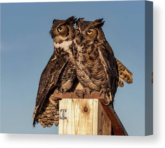 Great Horned Owls Canvas Print featuring the photograph Great Horned Owl Pair by Dawn Key