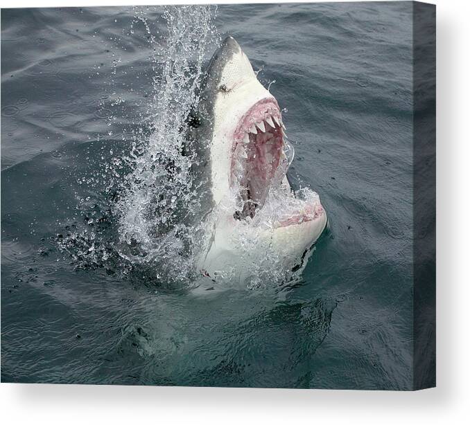 Emergence Canvas Print featuring the photograph Great White Shark Emerging From The by Stephen Frink