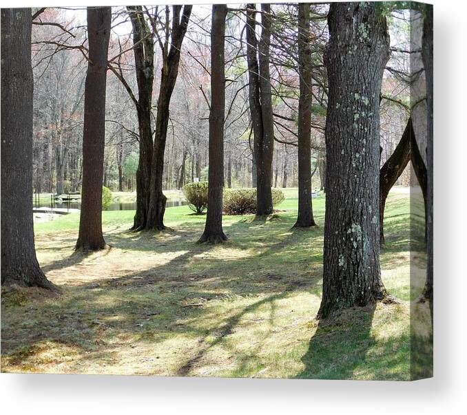 Grove Canvas Print featuring the photograph - Grove of trees by THERESA Nye