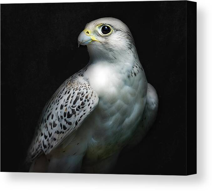 Gyrfalcon Canvas Print featuring the photograph Gyrfalcon Portrait II by Santiago Pascual Buye