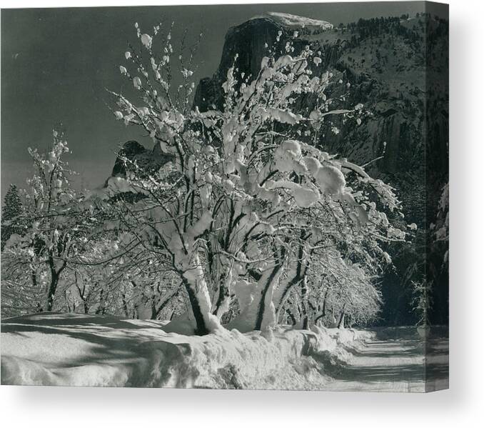 Social Issues Canvas Print featuring the photograph Half Dome, Apple Orchard, Yosemite by Archive Photos