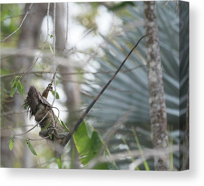 Iguana Canvas Print featuring the photograph Hang On by Patrick Nowotny
