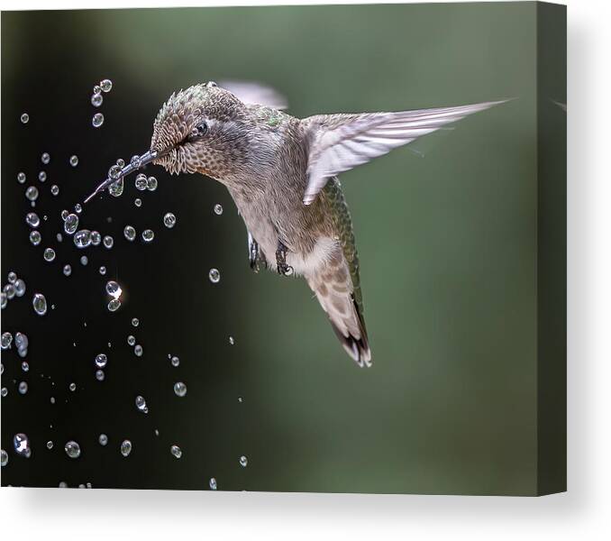  Canvas Print featuring the photograph Happy Hummingbird by Judy Tseng