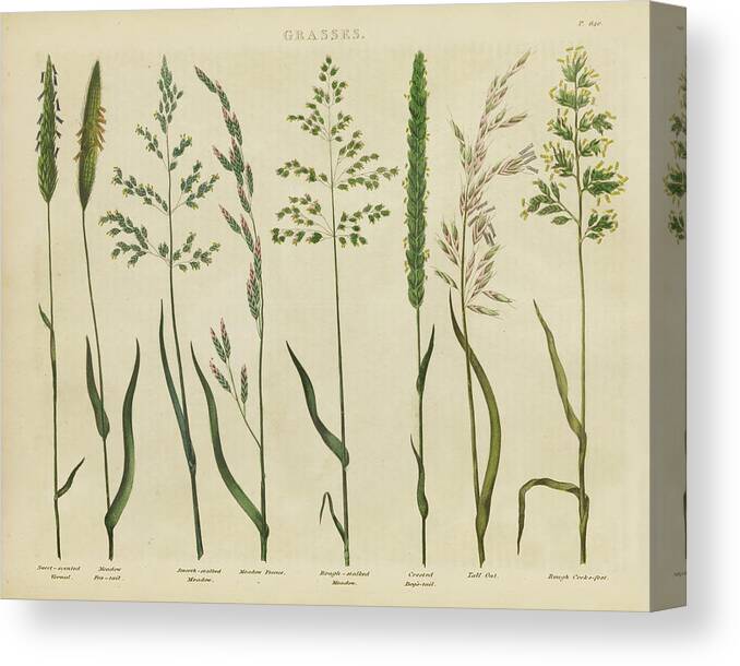 Botanical Canvas Print featuring the painting Herbal Botanical Vii by Wild Apple Portfolio