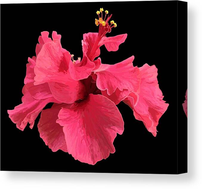 Hibiscus Canvas Print featuring the drawing Hibiscus Pink in Black by Joan Stratton