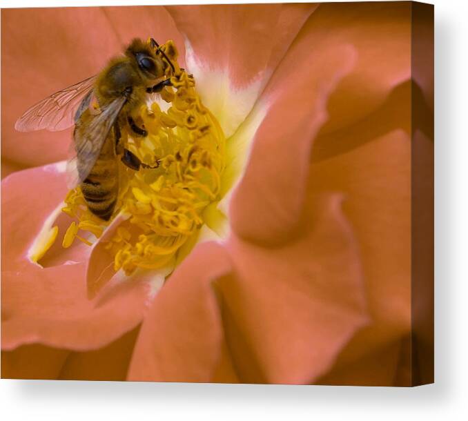 Macro Canvas Print featuring the photograph Honeybee on Peach by Susan Rydberg