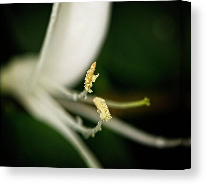 Nature Canvas Print featuring the photograph Honeysuckle by John Benedict