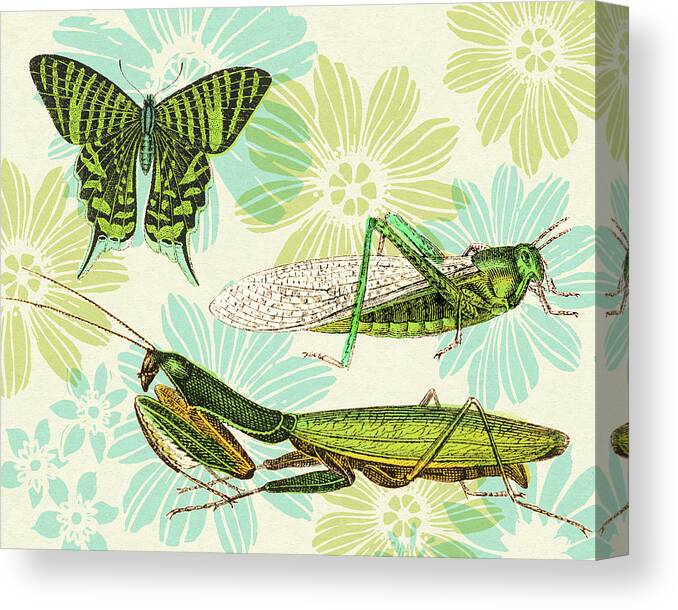 Animal Canvas Print featuring the drawing Insects and Flower Pattern by CSA Images