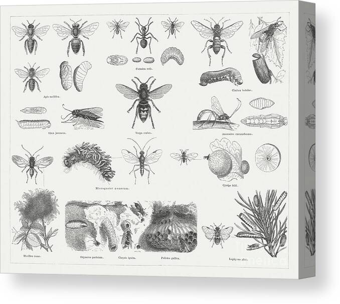 Etching Canvas Print featuring the digital art Insects Hymenoptera, Wood Engravings by Zu 09