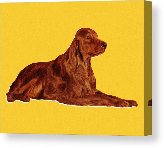 Animal Canvas Print featuring the drawing Irish Setter by CSA Images