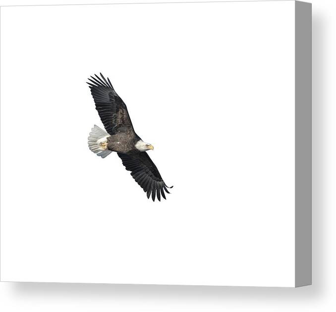 Bald Eagle Canvas Print featuring the photograph Isolated Bald Eagle 2018-2 by Thomas Young