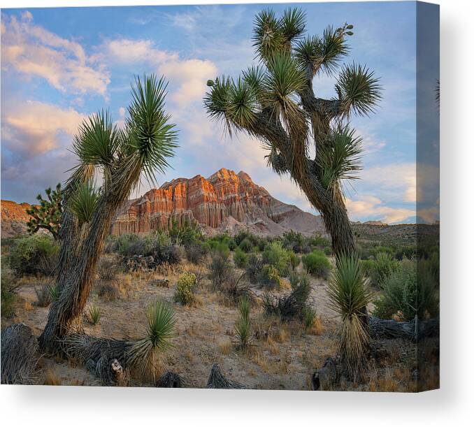 00571641 Canvas Print featuring the photograph Joshua Tree And Cliffs, Red Rock Canyon State Park, California by Tim Fitzharris