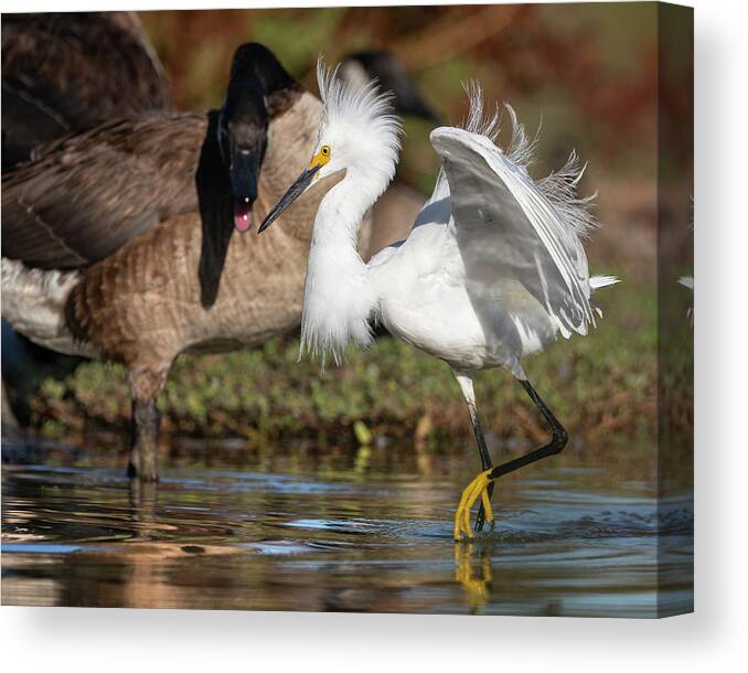 Snowy Egret Canvas Print featuring the photograph Just Passing Through. by Paul Martin