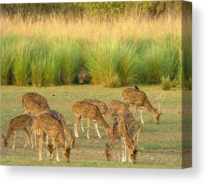 Wildlife Canvas Print featuring the photograph Killer Instinct by Ashwin Phadke