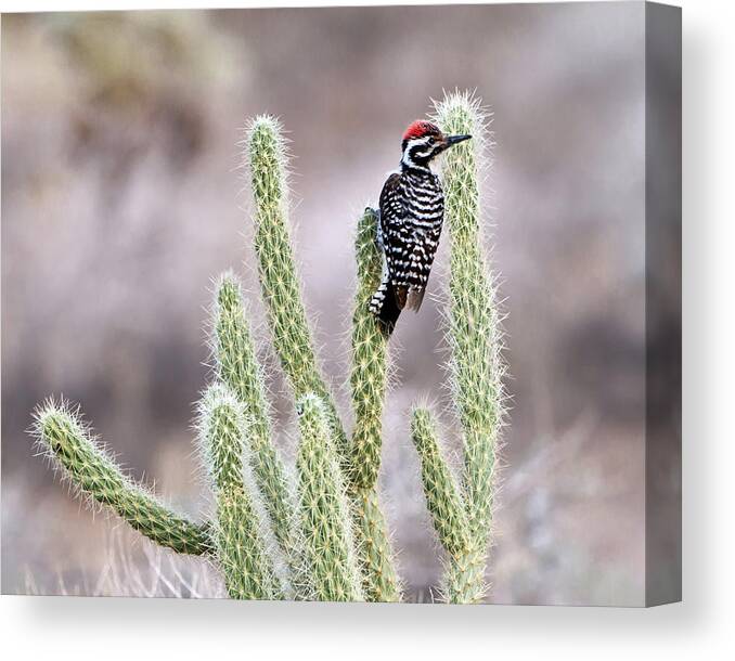 Cholla Cactus Canvas Print featuring the photograph Ladder Backed Woodpecker Resting On by Photo By Patricia Ware
