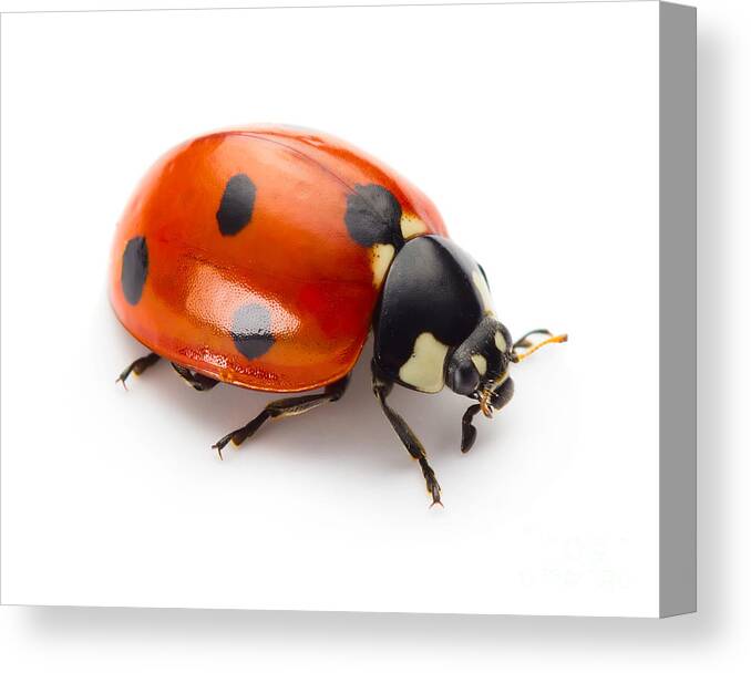 Studio Canvas Print featuring the photograph Ladybug Insect Isolated On White by Valentina Proskurina