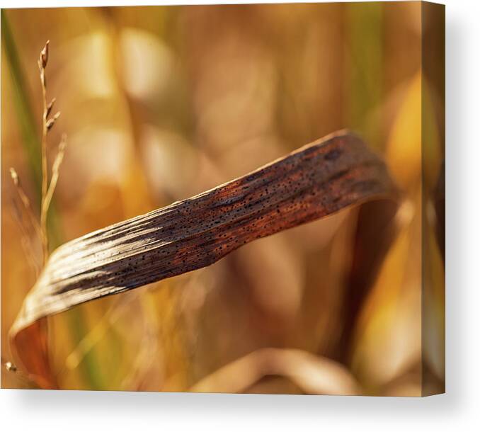 Grass Canvas Print featuring the photograph Nature Photography - Grass by Amelia Pearn