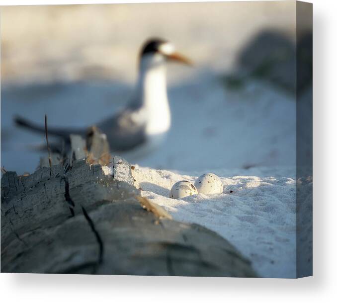 Least Tern Canvas Print featuring the photograph Least Tern Eggs by Susan Rissi Tregoning