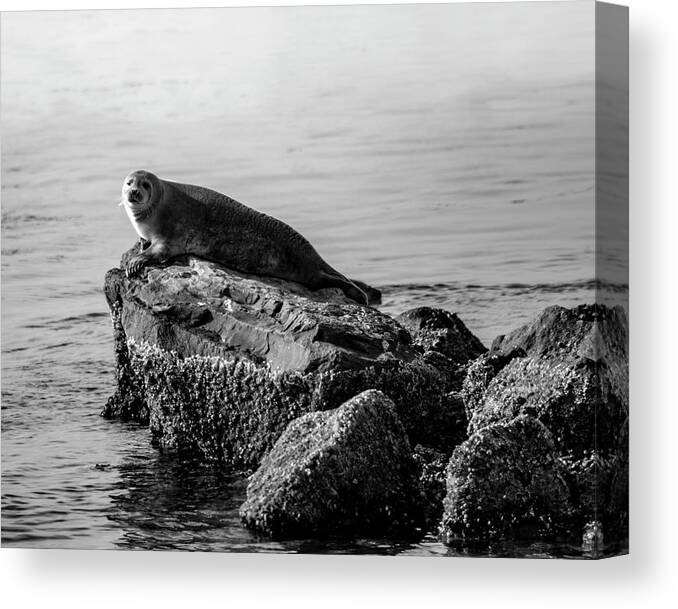 Harbor Seal Canvas Print featuring the photograph Lifting Fog by Cathy Kovarik