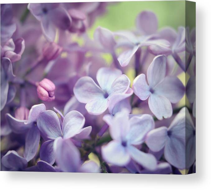 Lilac Flowers Canvas Print featuring the photograph Lilac Flowers One by Lupen Grainne