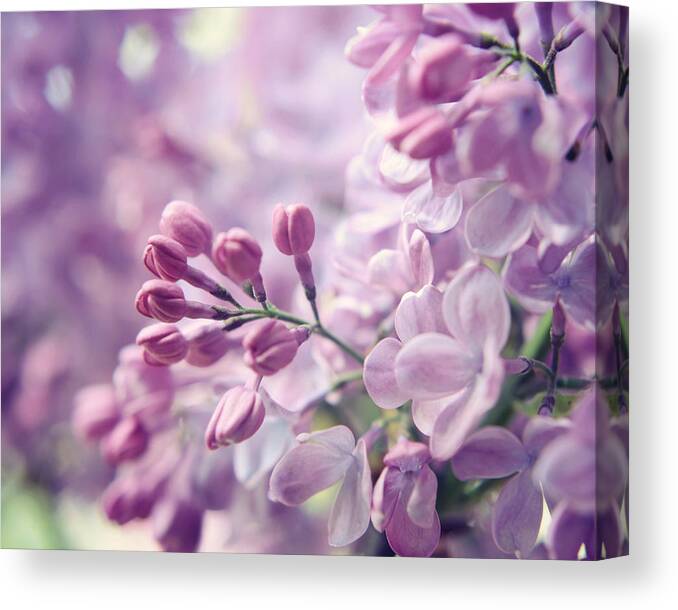 Lilac Flowers Canvas Print featuring the photograph Lilac Flowers Two by Lupen Grainne