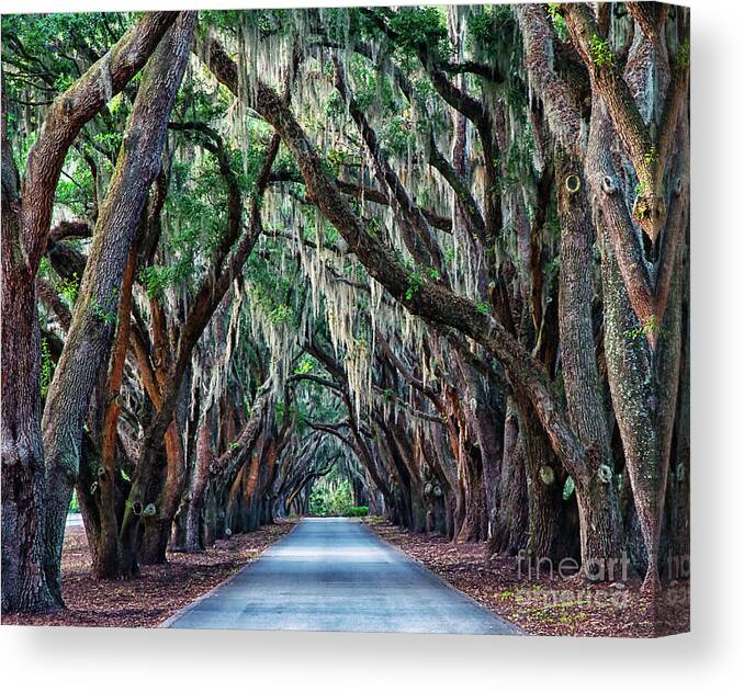 South Carolina Canvas Print featuring the photograph Live Oaks Spanish Moss Hilton Head Island South Carolina by Wayne Moran