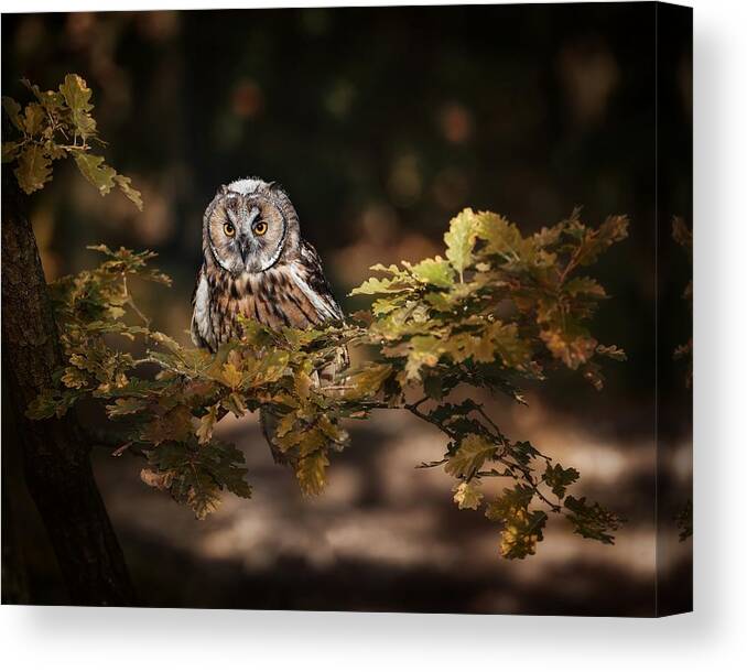 Animal Canvas Print featuring the photograph Long Eared Owl by Michaela Fireov