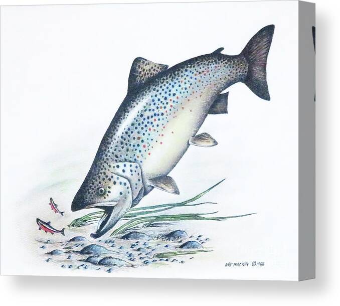 Atlantic Salmon Canvas Print featuring the mixed media Lunch Time by Art MacKay