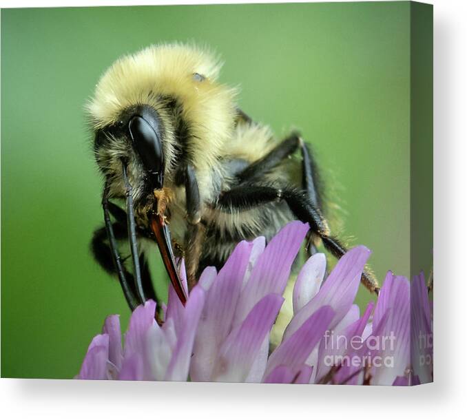 Macro Canvas Print featuring the photograph Macro Bumble by Amy Porter