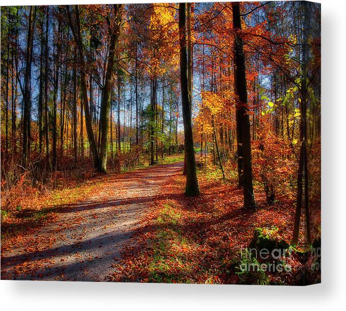 Nag005218 Canvas Print featuring the photograph Magic of the Forest by Edmund Nagele FRPS