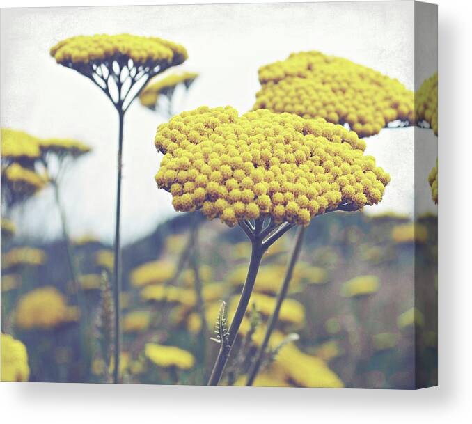 Yarrow Canvas Print featuring the photograph Maize Yellow by Lupen Grainne