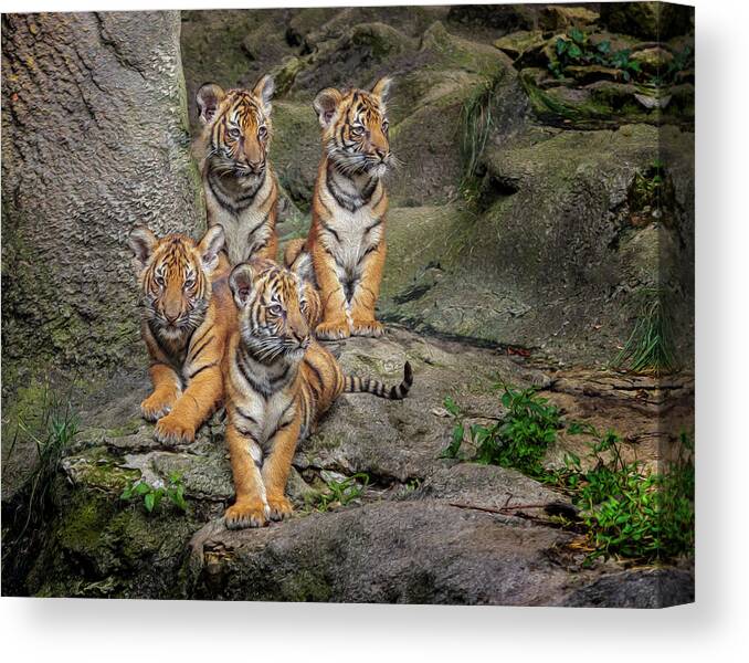 Malayan Tiger Cubs Oil Paint Canvas Print featuring the photograph Malayan Tiger Cubs Oil Paint by Galloimages Online