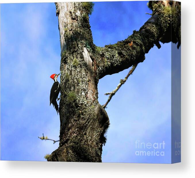 Woodpecker Canvas Print featuring the photograph Male Pileated Woodpecker by Kerri Farley