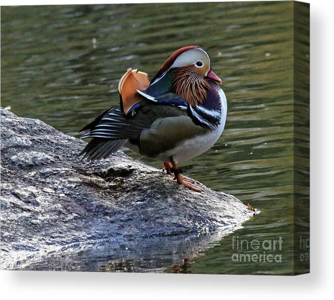 Mandarin Duck Canvas Print featuring the photograph Mandarin Duck 1 by Patricia Youngquist