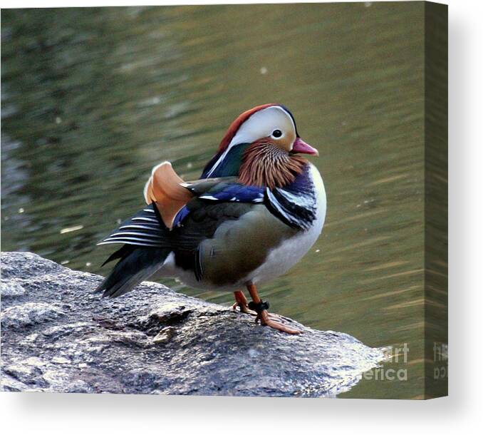 Mandarin Duck Canvas Print featuring the photograph Mandarin Duck 2 by Patricia Youngquist