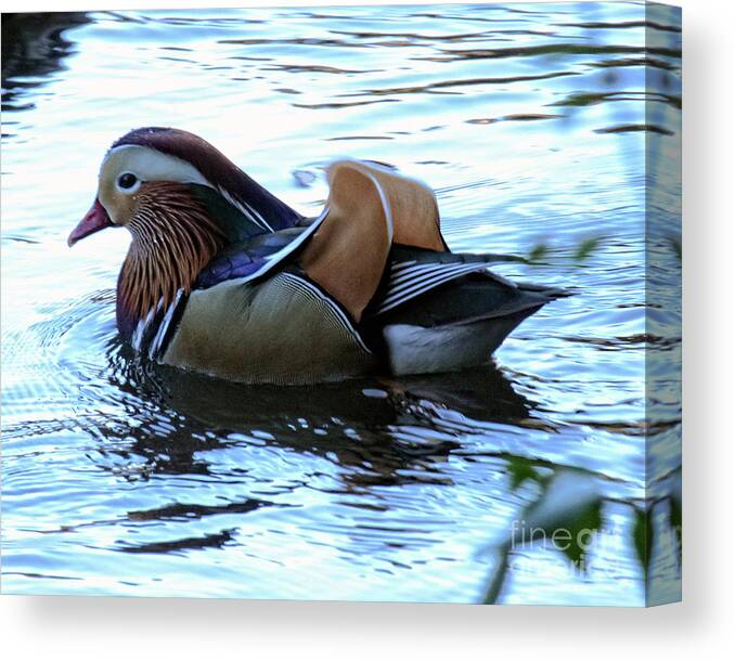 Mandarin Duck Canvas Print featuring the photograph Mandarin Duck 6 by Patricia Youngquist