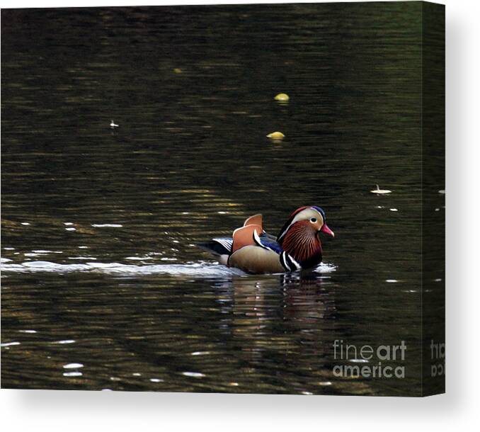 Mandarin Duck Canvas Print featuring the photograph Mandarin Duck 7 by Patricia Youngquist